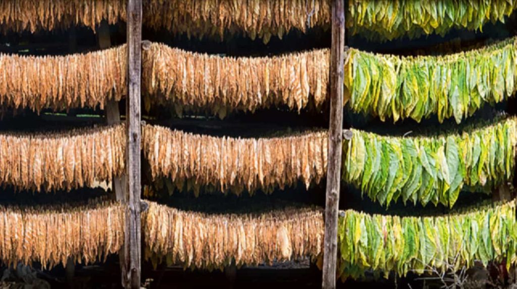 Cameroon tobacco leaf in various stages of processing