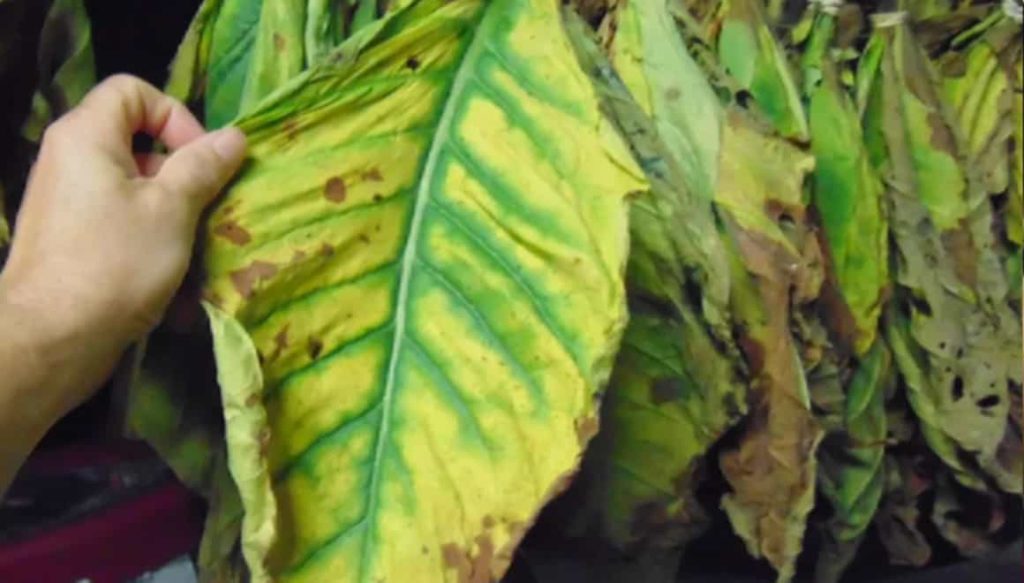 Close-up view of Tobacco Brown Burley leaves